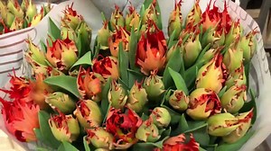 15K views · 30 reactions | Peter van Delft on Reels | Facebook