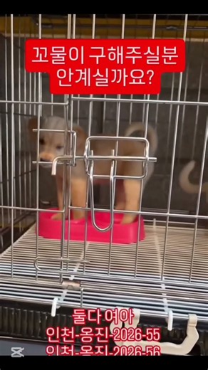 🆘️인천 중구 (경동동물병원)홍보한번 제대로 받을수 없는 옹진꼬물이들. 누군가의 품에안겨, 따뜻함을 느껴야 할 아기들.도움을 기다리고 있습니다🆘️9/5