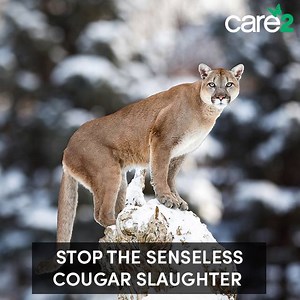 Hunters in Utah will be allowed to kill 642 cougars for sport. Stop the senseless slaughter. http://bit.ly/2p1iXW8 | Care2
