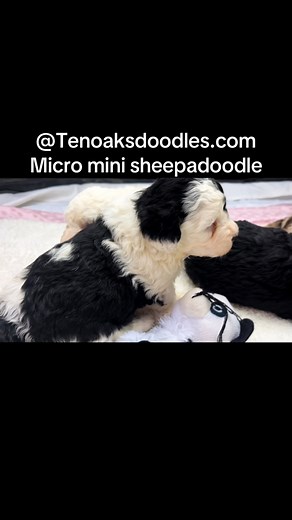 Just adorable, micro mini sheepadoodle puppies, some available, don’t wait, now’s the time contact me @Tenoaksdoodles.com | Brenda Ledgerwood