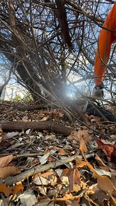 Quick Russian olive removal and that is all the chain can take. Anyone tell why Russian olive trees wreck chains. Chainsaw used @greenworkscommercial HOG saw. Don’t want to miss a thing…. ✅ FOLLOW US ✅ DOUBLE TAP THAT ✅ SHARE #greenworks #greenworkstools #battery #thinkgreen #greenworkscommercial #lawncarecommunity #everyyardhasastory #hardscape #greenindustry #homeowner #mowers #arborist #livetheyardlife #lfg #motivation #colab #remix #beatermowerslife #gotcrispyedges #builditgrowitlfg #fyp | C