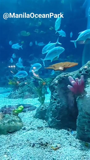 The beauty of nature we can find in the City of Manila. We enjoyed it. #ManilaOceanPark #manilastaycation #manilaphilippines #ManilaCity #viralreelsviralvideo #followerseveryonehighlights | Leanne's Online Jewelry Shop