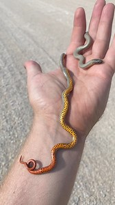 Check out this regal ringneck snake from Texas! 🐍 | Justin Doll