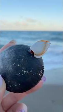 Shelling Spectacular: East Coast Edition 🌊🐚