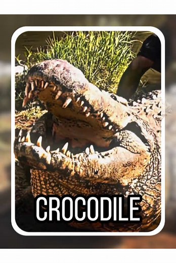 What kind of crocodile is this? #tiktok #fyp #crocodile #learnontiktok | crocodiles