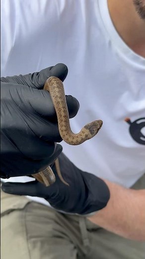 The UK’s Rarest Reptile: The Elusive Smooth Snake 🐍🇬🇧