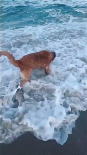 Dog's Playtime at the Beach: Catching Waves and Joyful Moments#BeachDog #DogLife