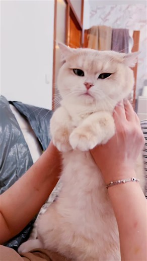 Weekend Cat Fun: Laughs and Love
