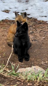 Fox kits! These little ones were beyond adorable. I had the chance to observe the den for about 6 weeks before they moved on. Such a special experience! #fox #foxes #kit #wildlife #wildlifephotography #wildanimals #colorado #fbreelsfypシ゚ #fyp #reelstrending #coloradolife #baby #babyanimals #animallover #natureza | Colorado Wild Photography