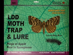 How to Setup an LDD / Spongy Moth Trap