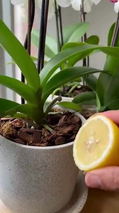 The Lemon Juice Trick to Revive and Bloom Your Orchids. | Simply Smart Homelife