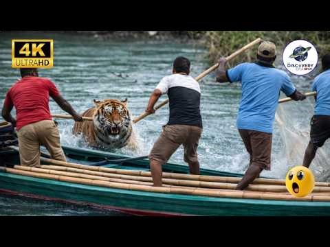 TOP 30 MOST BRUTAL Animal Attacks & TERRIFYING ENCOUNTERS Ever Caught on Camera