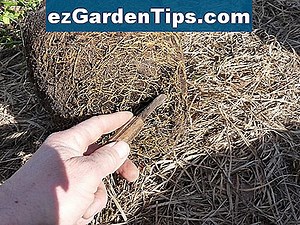 Le système racinaire d'un citronnier 🌱 Conseils Jardiniers - Fr.ezGardenTips.com