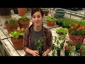 Burpee Garden Ready Plants - Delivery Explained