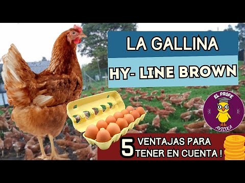 Laying Hens🥚The HY-LINE BROWN🥚5 Advantages You Should Know 🐔