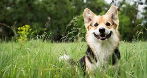 Breeding a Male Dog – All You Need to Know | Our Fit Pets