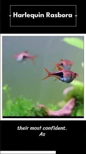 🐟"Swimming with Style: A Guide to Keeping Harlequin Rasboras 🎥"