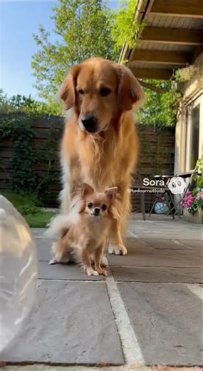 Tiny Dog Attacks Golden Retriever to Save Hamster Ball! #doghero #hamster