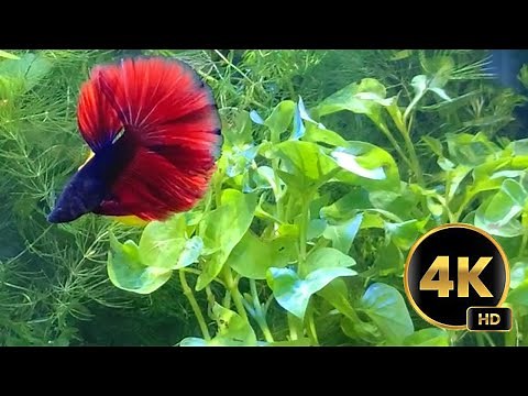 Betta Fish Swimming Relaxation - 4K Ultra HD Video - 4 Hours