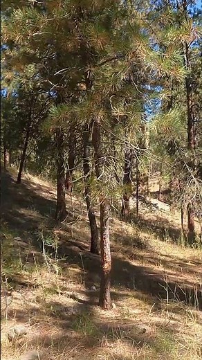 An Old Rest Area In the Woods #nature #exploreidaho #camping