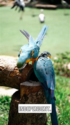 Adorable Animal Growth - Time-Lapse!