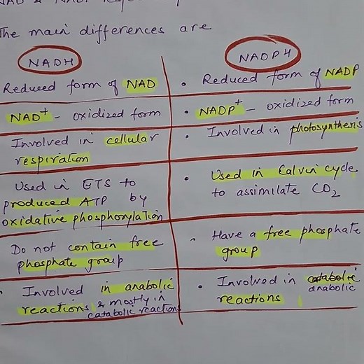 The powerhouses of metabolism: NADH & NADPH #nadh #coenzyme