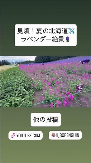 【風景】夏の北海道 | 美しいラベンダー畑を散策 | 自然の色彩に癒される旅 #北海道 #ラベンダー畑 #ファーム富田 #富良野 #自然 #農業