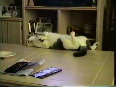 Funny cat falls off a table