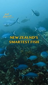 33K views · 296 reactions | Not a smart fish but gosh they are tasty | Daniel Mann - Dive Everywhere | Facebook