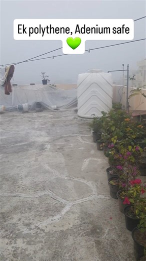 Plantwala on Instagram: "Winter care jo Adenium lover jaane 💡. #adeniums #adeniumcare #gardening #adeniumrotproblem #adeniumarabicum"