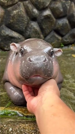 Cute Baby Hippo Moments 🦛 #short #pet #babyhippo