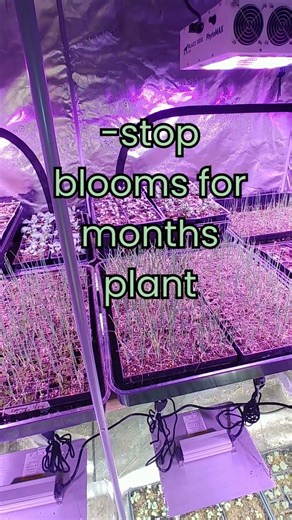 The Flower That Blooms Through Heat and Drought