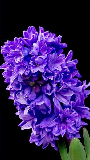 Blue Hyacinth Blooming Magic | Relaxing Flower Time-Lapse