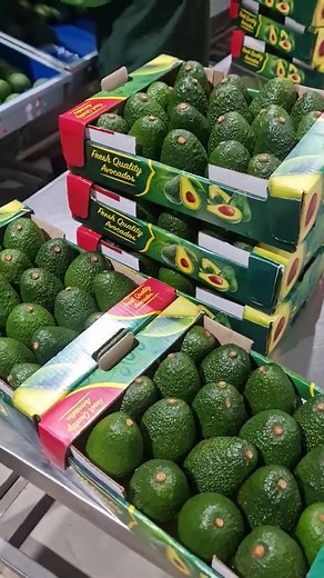 Understanding Avocado Export Market Standards