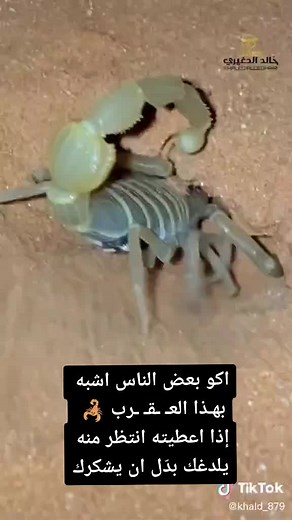 Scorpion Behavior in Sandy Environments