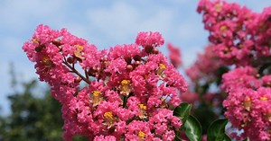 Où et quand planter un lilas des Indes ?