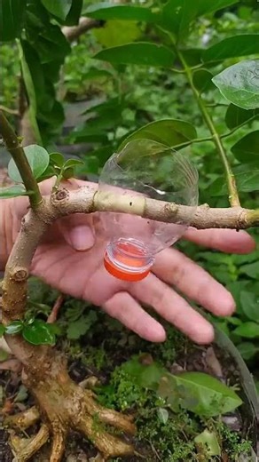 The Smartest Way to Propagate Trees Using Old Bottles! 🍃