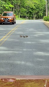 31 reactions | Originally, snipe lives in the mudflats and often walks on the moss above the water to catch fish, its cautious steps are like testing if the path ahead can support its #weight. But now, with excessive #camouflage, the #bird has become the center of #attention!"藍 | Fantastic China | Facebook