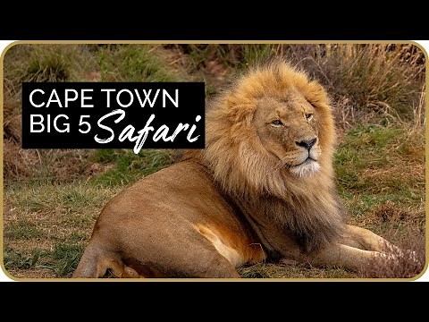 Cape Town Big 5 Safari at Aquila Private Game Reserve