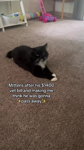 Mittens' Incredible Recovery Journey | From Sick Cat to Healthy Feline