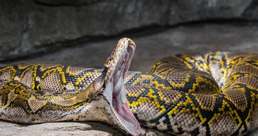 Driver Pulls Over To Save Deer From Massive Python's Grasp