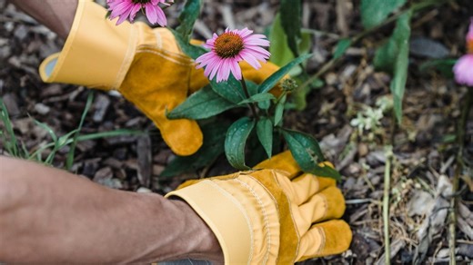 World Nature Conservation Day 2024: Theme, quotes, and celebrations