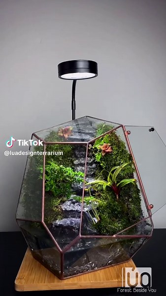 Lúa Design (@luadesignterrarium) - Dòng Suối Mùa Xuân: Thiết Kế Terrarium Độc Đáo