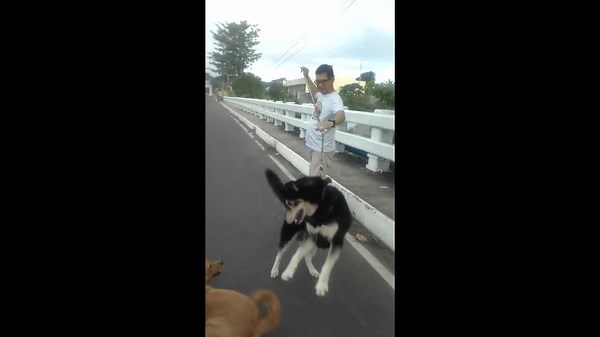 Labrador husky meets Golden Retriever on walk