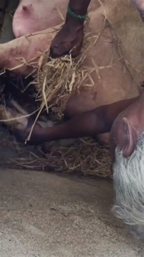 👉 “🐖 பன்றியின் பிரசவம் LIVE! | Pig Delivery Video | Farming Life Tamil”