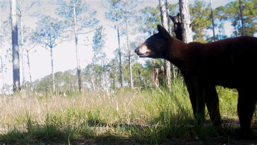 Florida black bear hunt a flop? Why were so few bears harvested here?
