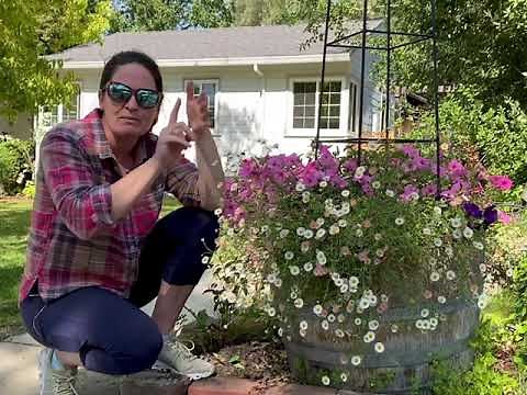 Planting a Half Wine Barrel in Full Sun with Supertunias and a DA Climbing Rose in zone 9