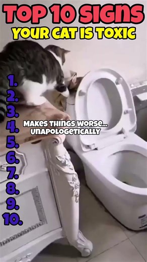 10 Signs Your Cat Is Toxic 😭🐱 (Relatable Cat Fails Compilation)