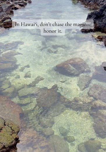 Experience Green Sea Turtles at Richardson's Black Sand Beach