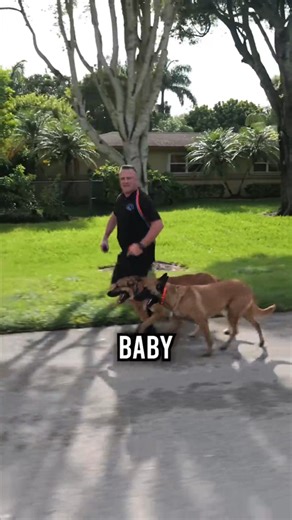 105K views · 2.5K reactions | Ready to Own a Belgian Malinois Not Without Watching This First #dog #dogs #belgianmalinois #belgianmalinoispuppy #doglover #dogtips #dogtrainingtips #tricksandtips #dogtraining #dogtrainer #fypシviralシ2024 | Pet Dogs | Facebook